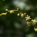 Dioscorea communis (L.) Caddick & Wilkin, 2002  - Tamier