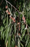 elaeagnus angustifolia