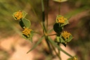 euphorbia graminifolia