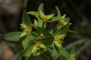 euphorbia taurinensis