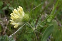 anthyllis vulneraria-subsp.alpestris