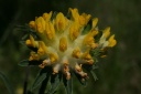 anthyllis vulneraria-subsp.polyphylla
