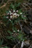anthyllis vulneraria-subsp.rubriflora