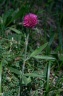 trifolium alpestre