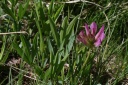 trifolium alpinum