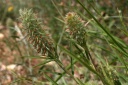 trifolium angustifolium