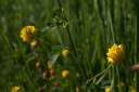trifolium campestre
