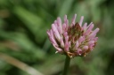 trifolium fragiferum