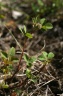 trifolium glomeratum
