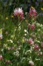 trifolium incarnatum-var.molinerii