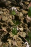 trifolium lappaceum