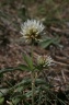 trifolium montanum-subsp.montanum