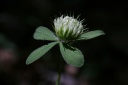 trifolium ochroleucon