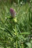 trifolium rubens