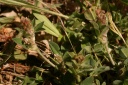 trifolium scabrum