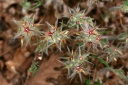 trifolium stellatum