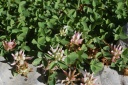 trifolium thalii