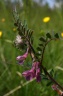 vicia pannonica-var.purpurescens