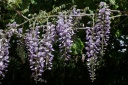 wisteria floribunda