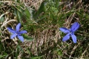 gentiana brachyphylla