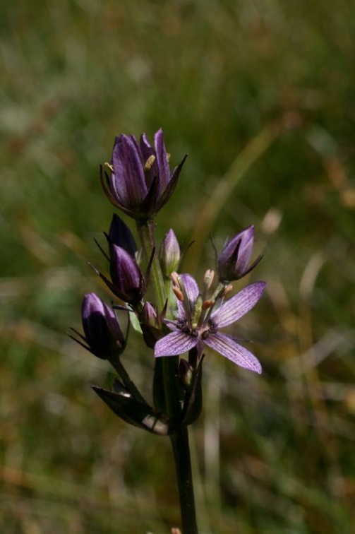 Swertia perennis L., 1753 - Swertie vivace
