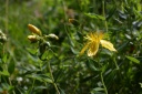 hypericum montanum