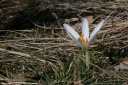 Crocus versicolor