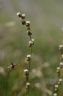 Triglochin palustris L., 1753 - Troscart des marais