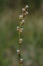 Triglochin palustris L., 1753 - Troscart des marais