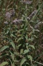 mentha longifolia