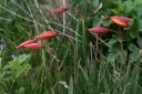 tulipa sylvestris-subsp.australis