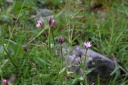 epilobium alsinifolium