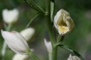 cephalanthera damasonium