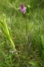 dactylorhiza maculata
