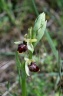 ophrys aranifera