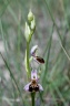 ophrys conradiae