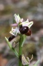 ophrys exaltata