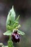 ophrys passionis