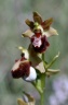 ophrys provincialis