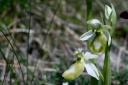 ophrys saratoi