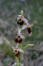 ophrys vetula