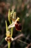 ophrys virescens-x-vetula