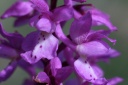 orchis mascula