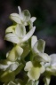 orchis pallens