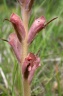 orobanche caryophyllacea