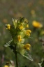rhinanthus minor