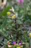 rhinanthus pseudoantiquus