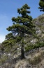 pinus mugo-subsp.uncinata
