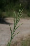 brachypodium phoenicoides