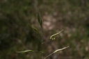 danthonia alpina